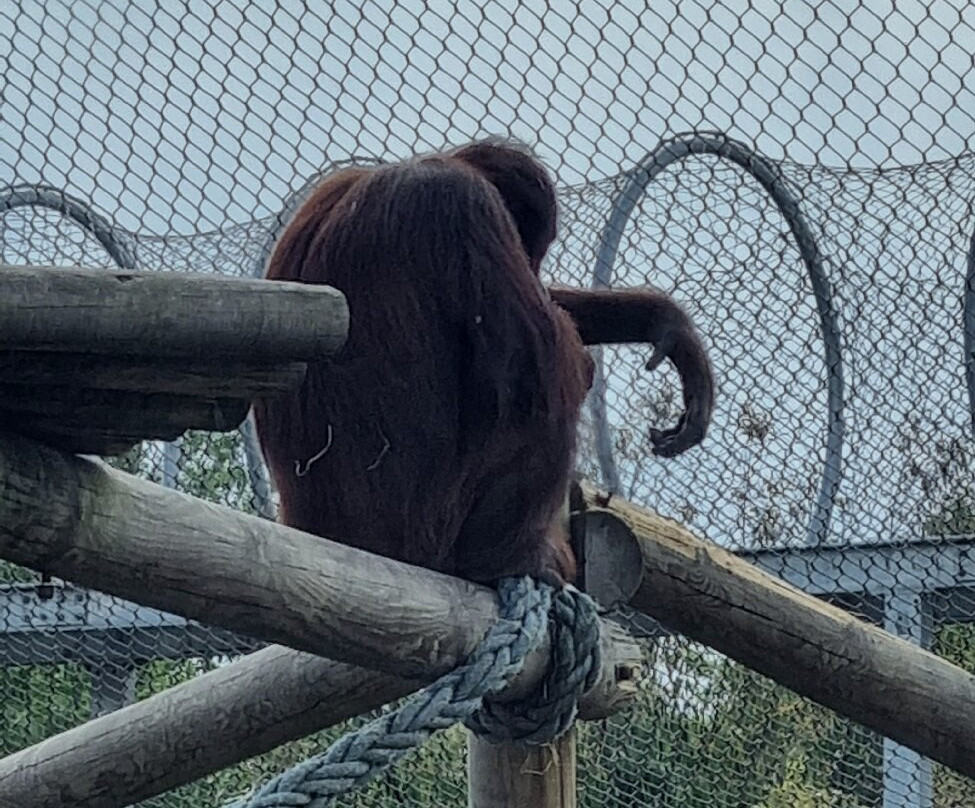 Wingham Wildlife Park-Wingham必去景点