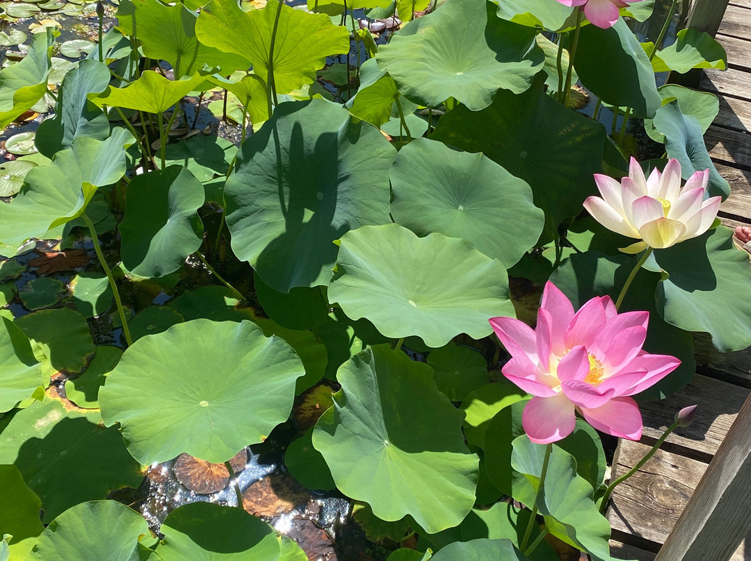 Les Jardins D'eau-Carsac-Aillac必去景点