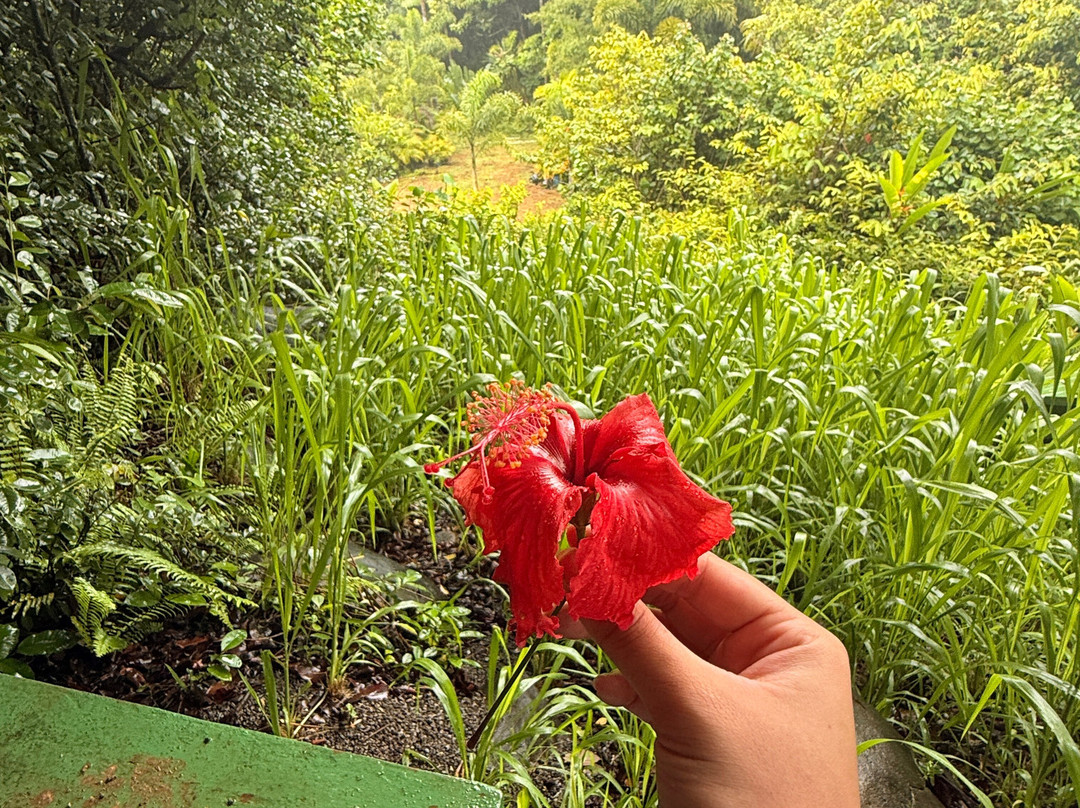 Jungle Zipline Maui-海库必去景点