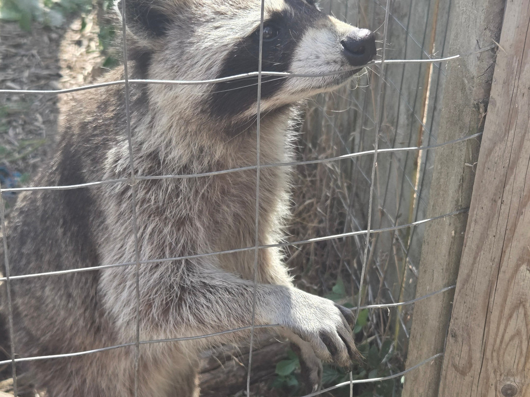 Ark Wildlife Park & Exotic Animal Sanctuary-Stickney必去景点