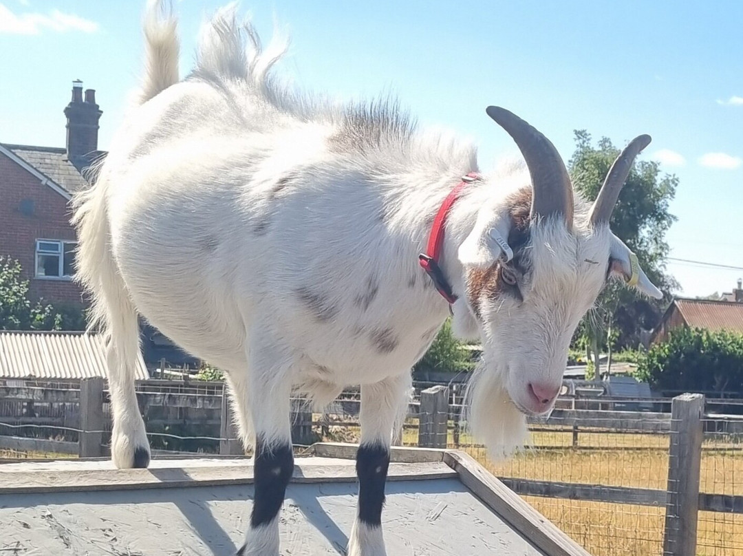 Little Goats At Brockenhurst-Brockenhurst必去景点
