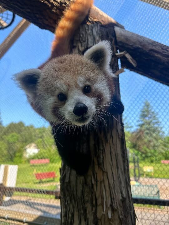 Lake Superior Zoo-德卢斯必去景点