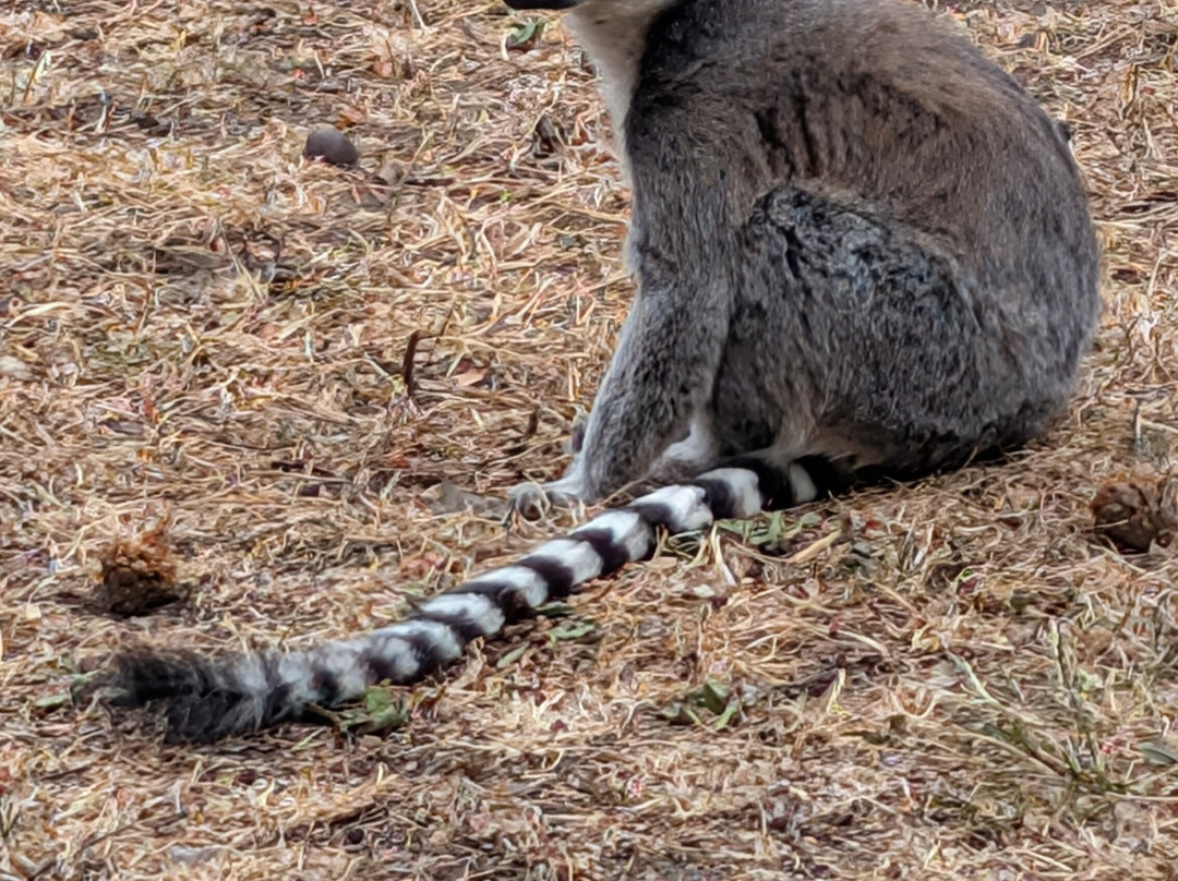 Yorkshire Wildlife Park-Auckley必去景点