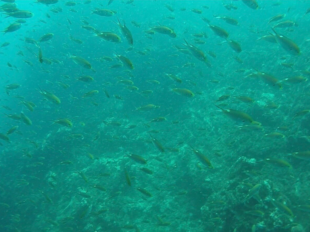 Sealion Dive Center-Los Mochis必去景点