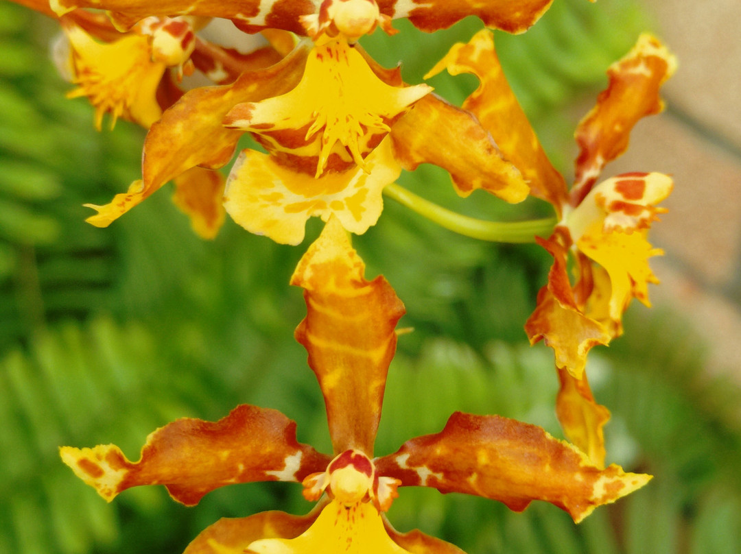 Eric Young Orchid Foundation-Trinity必去景点