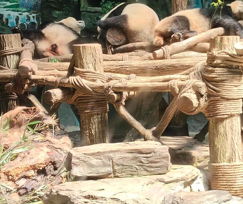 大熊猫谷-都江堰市必去景点