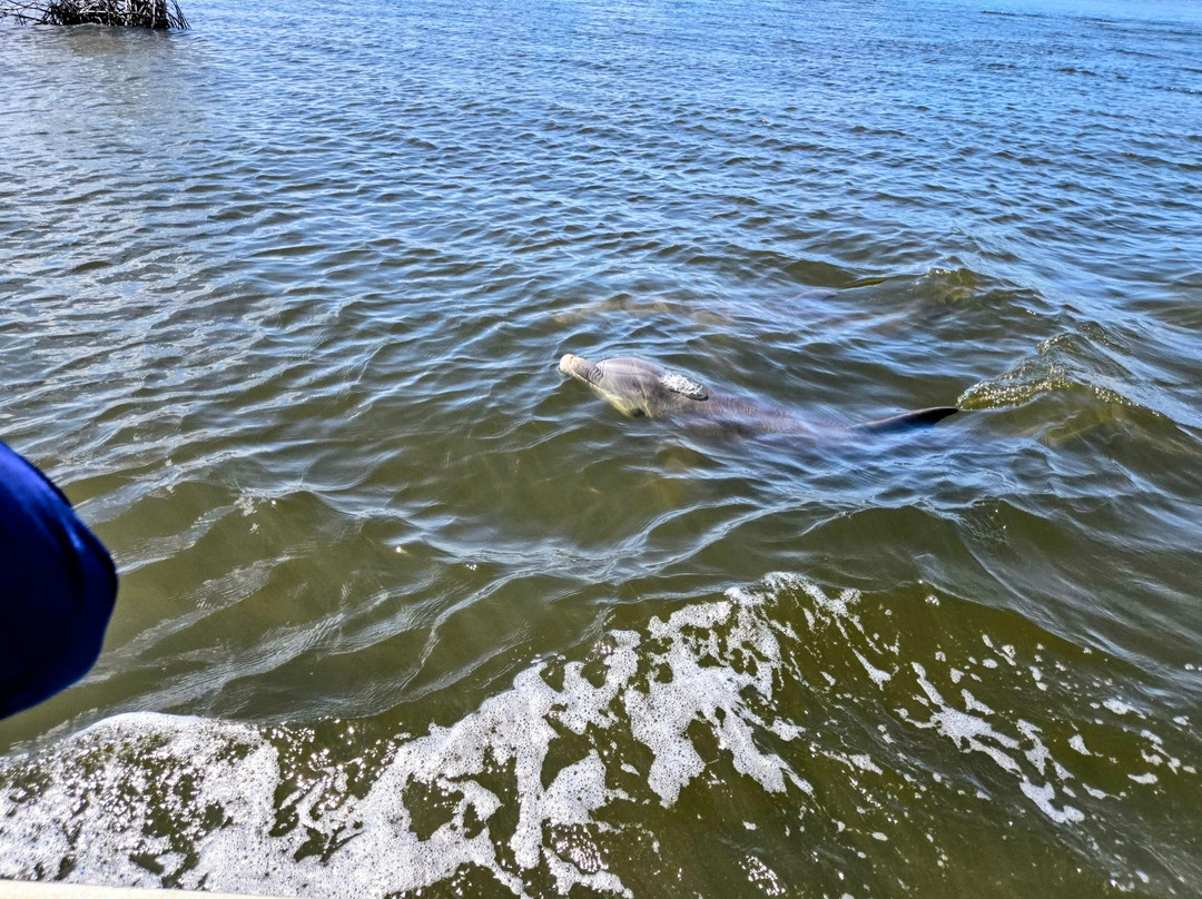 Homosassa Springs Marina-Homosassa必去景点