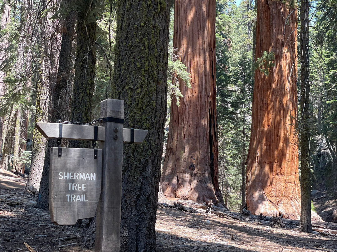 General Sherman Tree-红杉&国王峡谷国家公园必去景点