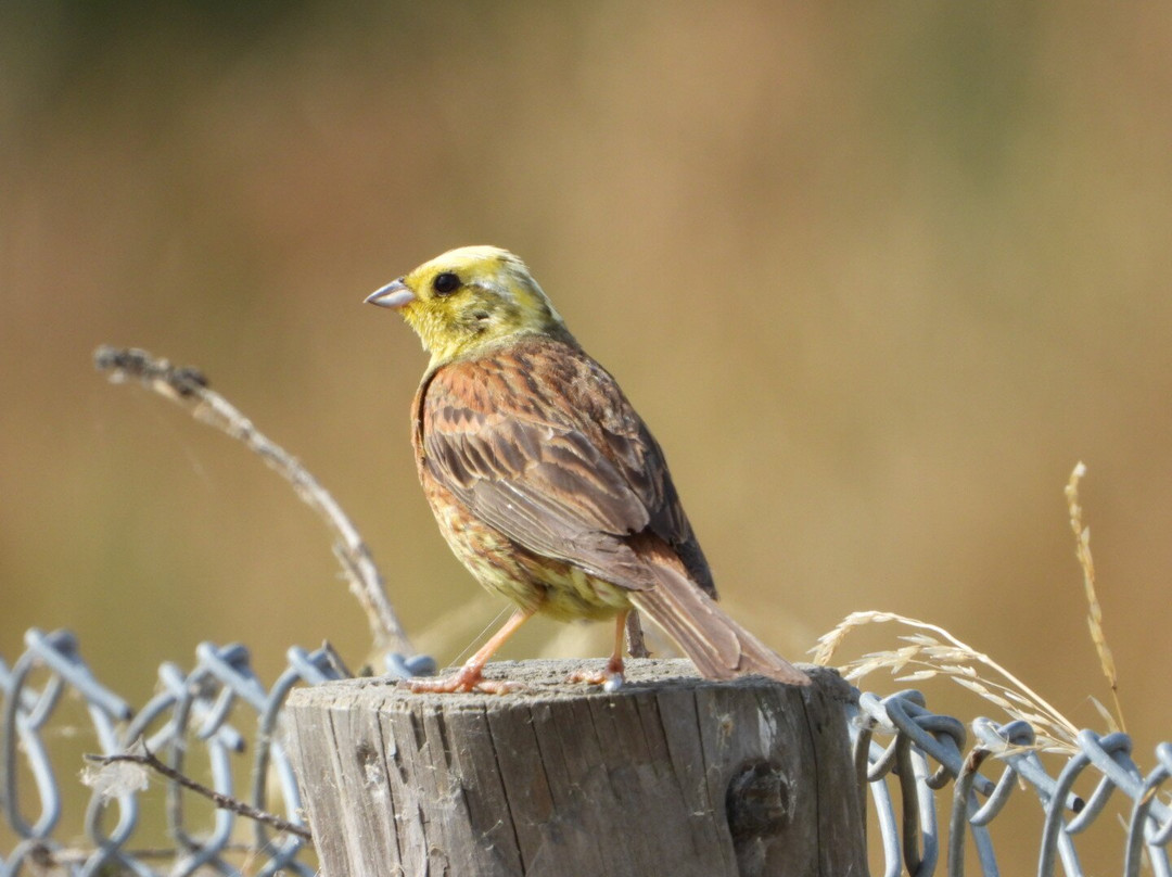 Tophill Low Nature Reserve-Driffield必去景点