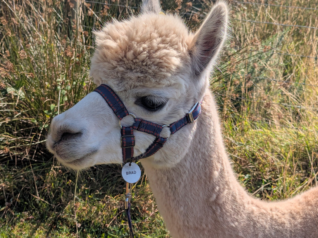 Pembrokeshire Alpaca Trekking-腾比必去景点