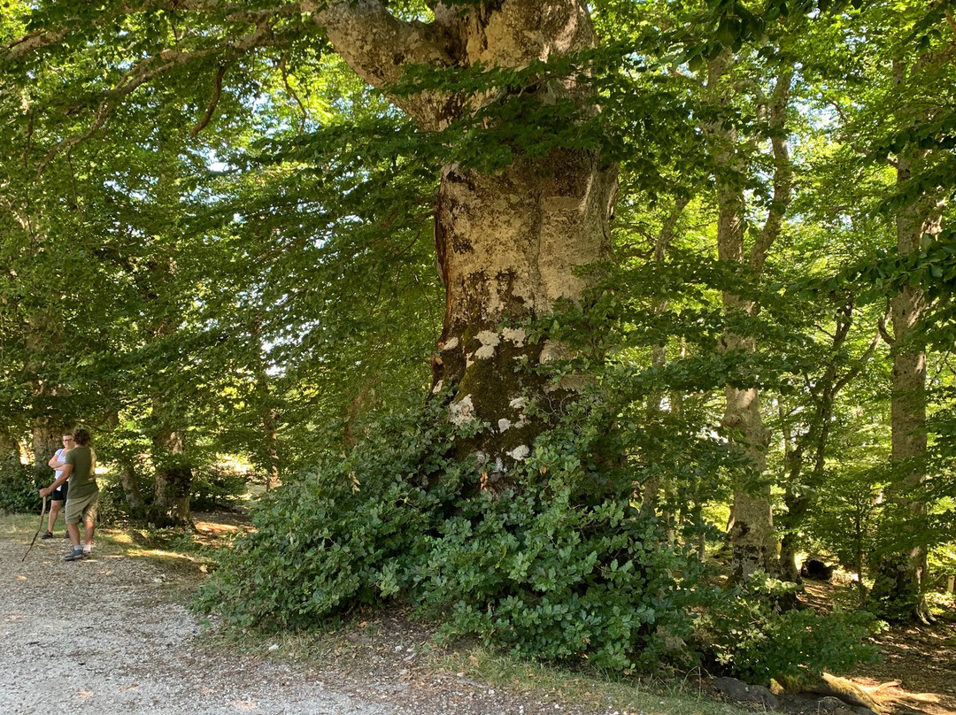 Grande Faggeta di Canfaito-San Severino Marche必去景点