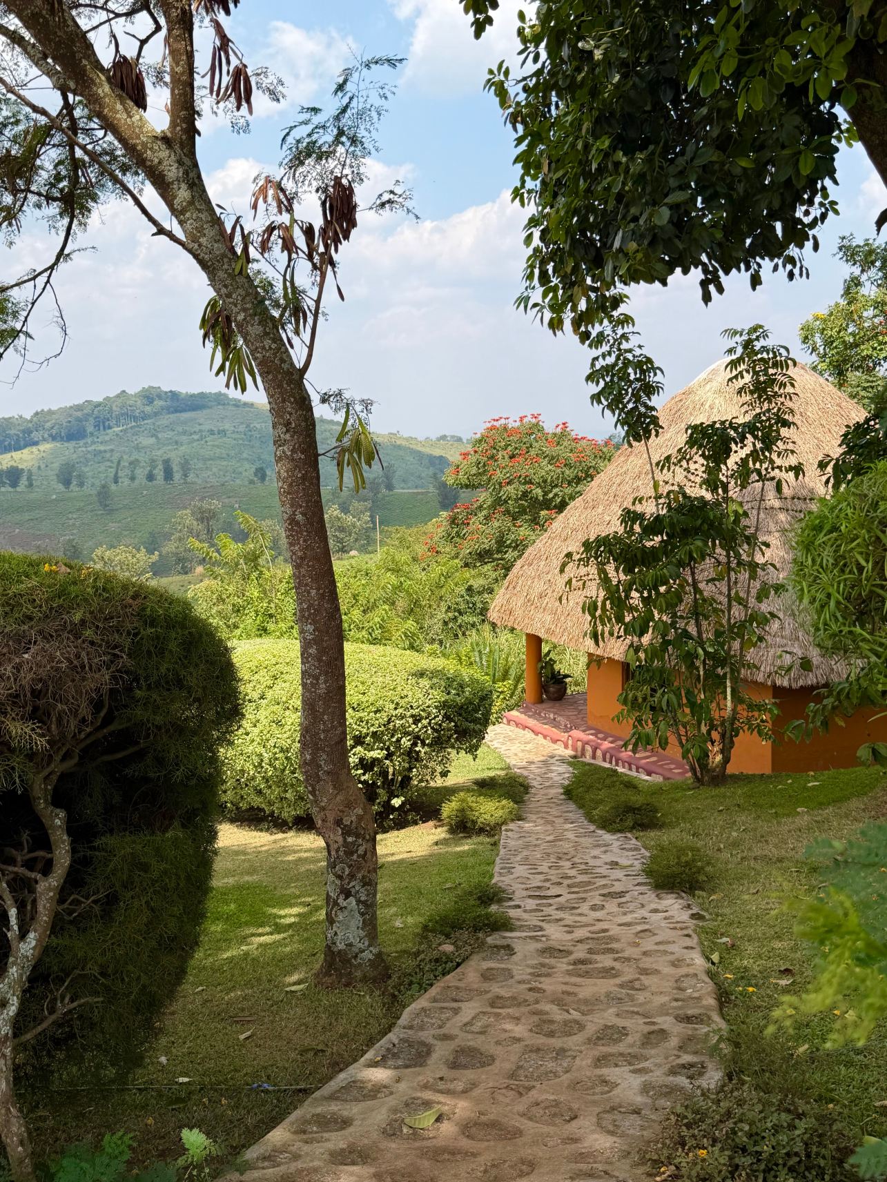 Chimpanzee Forest Lodge.-旅行者