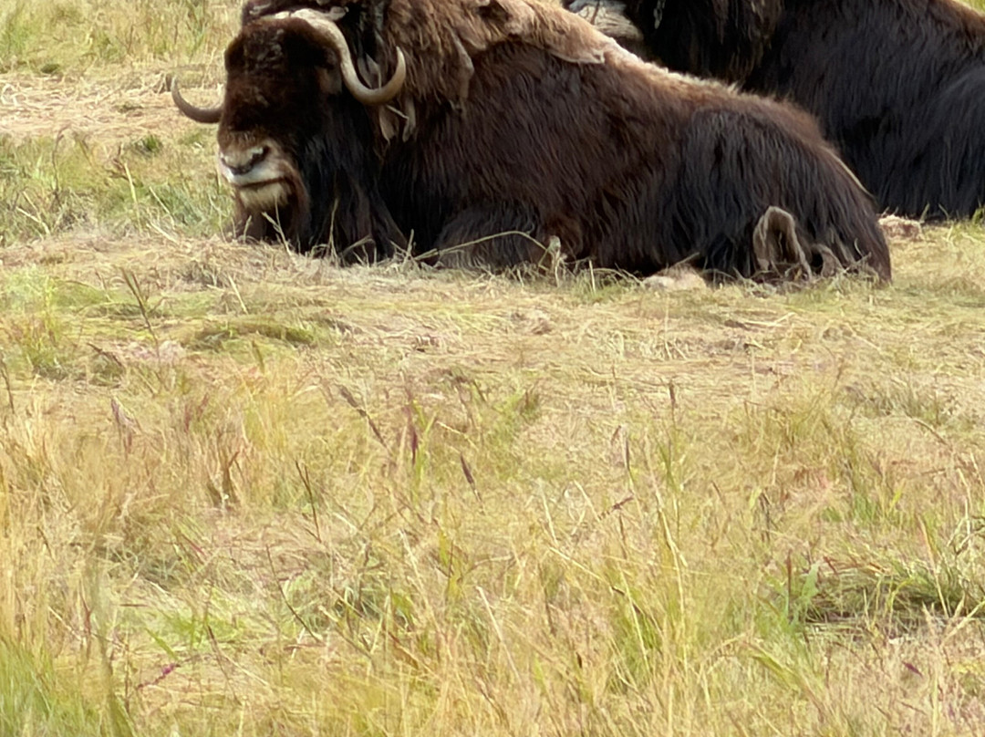 Yukon Wildlife Preserve-白马市必去景点