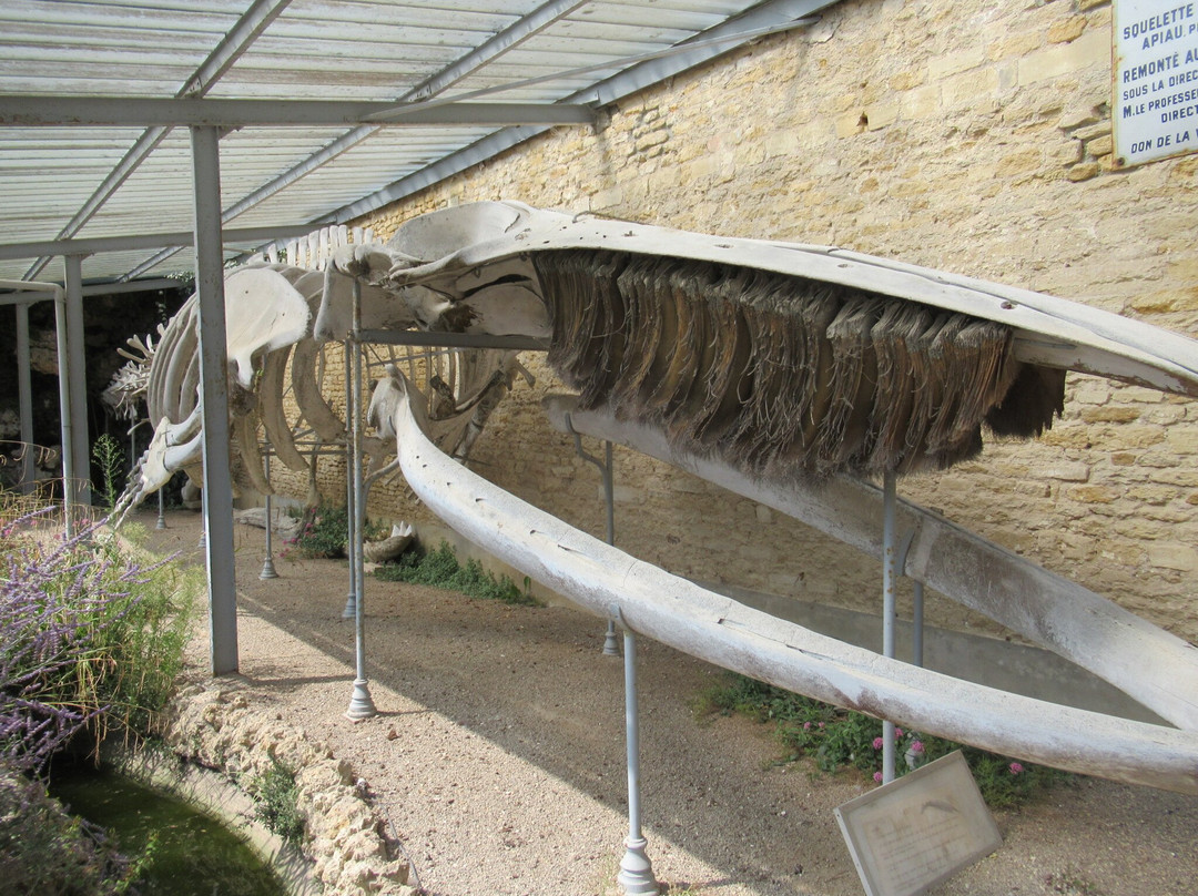 La Maison de la Baleine-Luc-sur-Mer必去景点