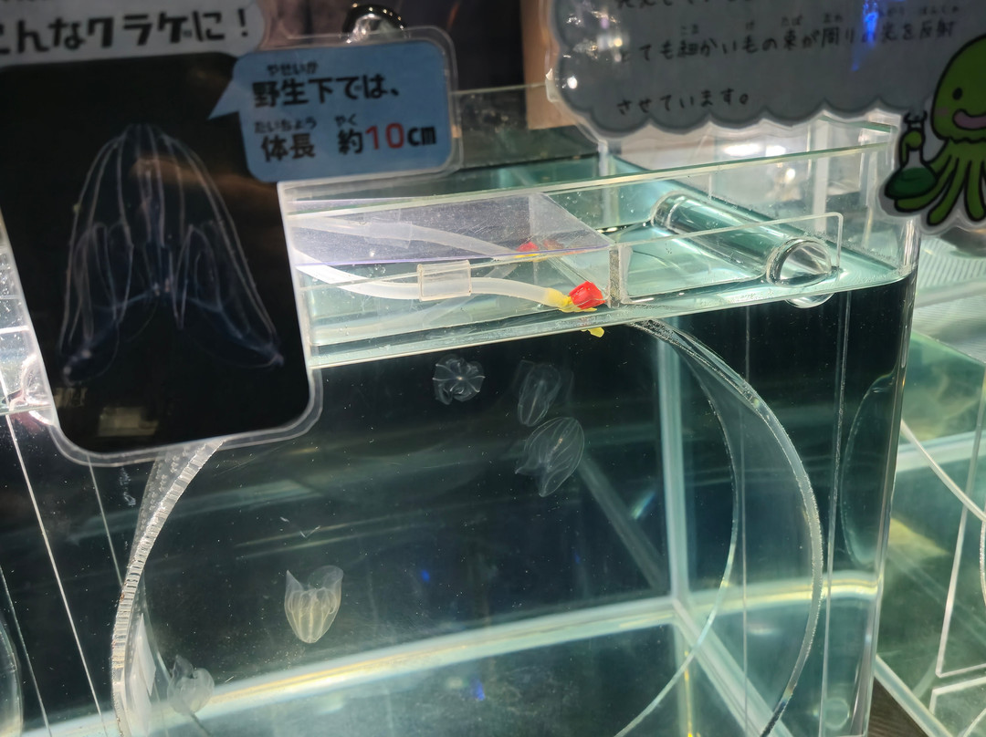 名古屋港水族馆-名古屋市必去景点