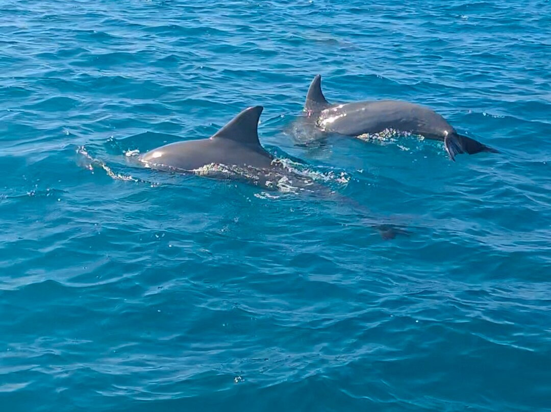 Orca Dive Club - Pereybere-Pereybere必去景点