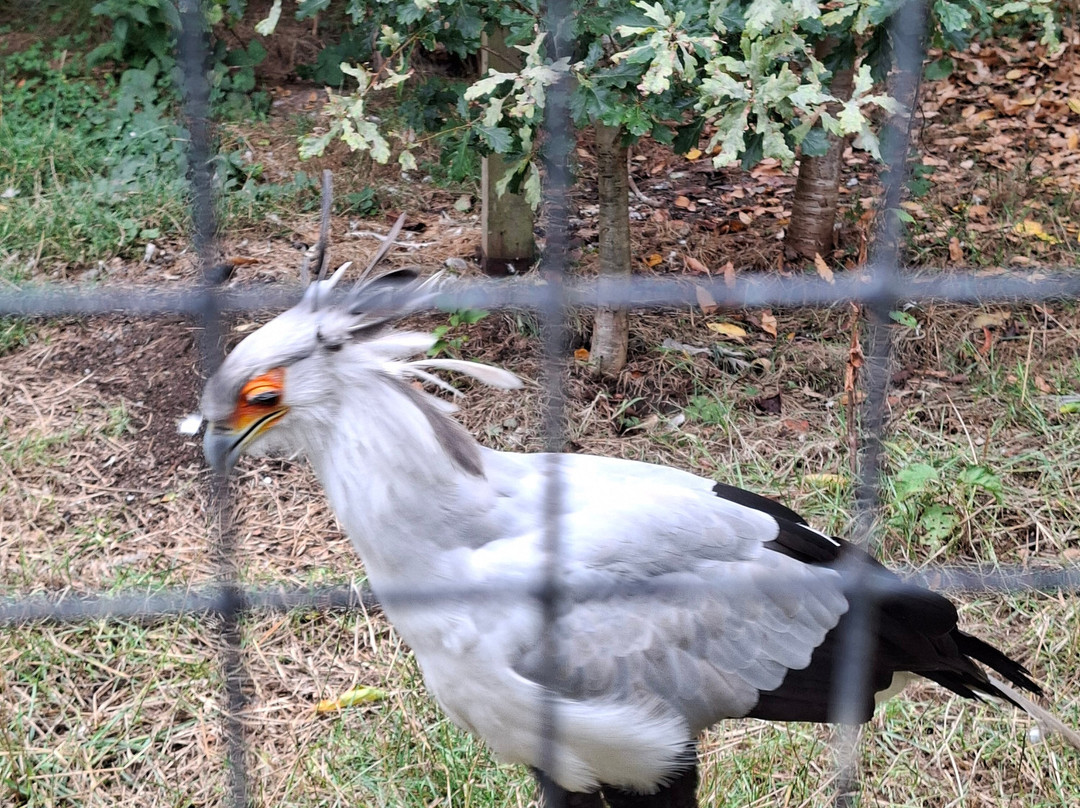 Cotswold Falconry Centre-莫顿因马什必去景点