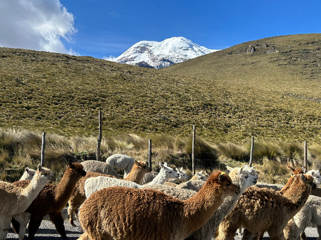 Living Ecuador Travel-Patate必去景点