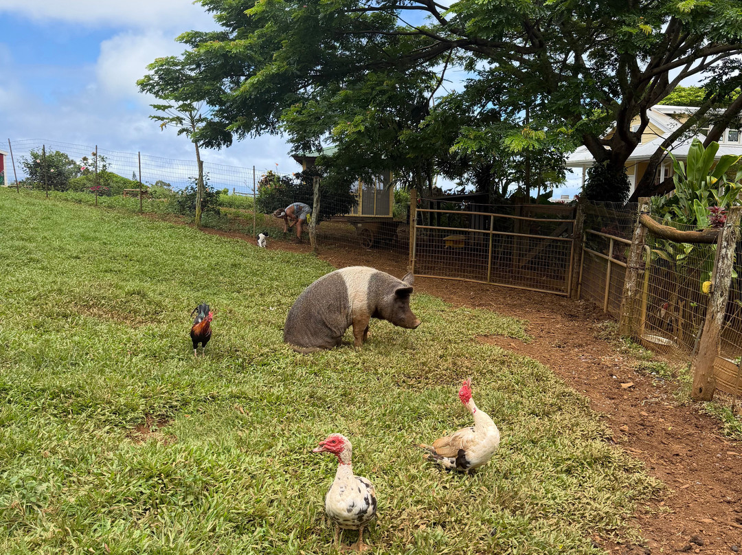 Leilani Farm Sanctuary-海库必去景点