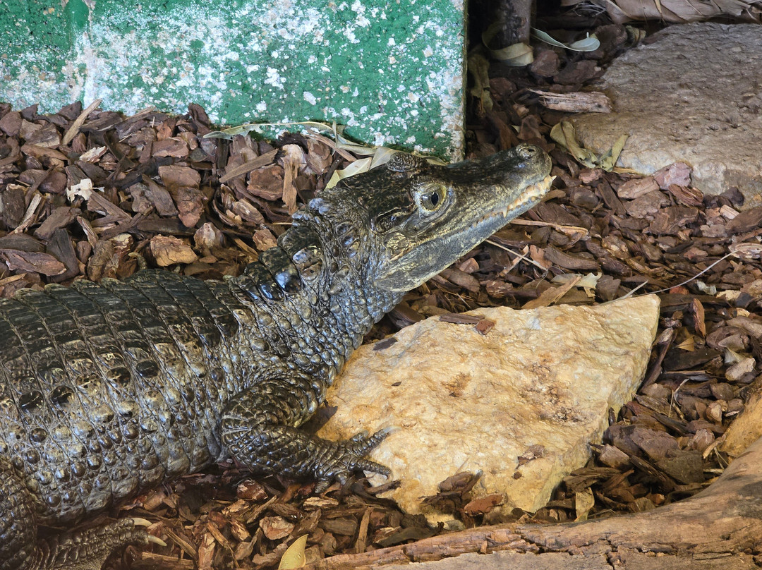 Crocodiles of the World-Brize Norton必去景点