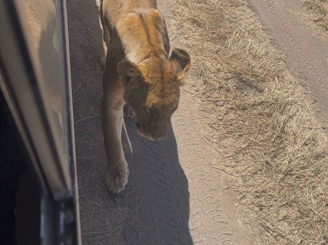 Tanzania-Experience-阿鲁沙必去景点