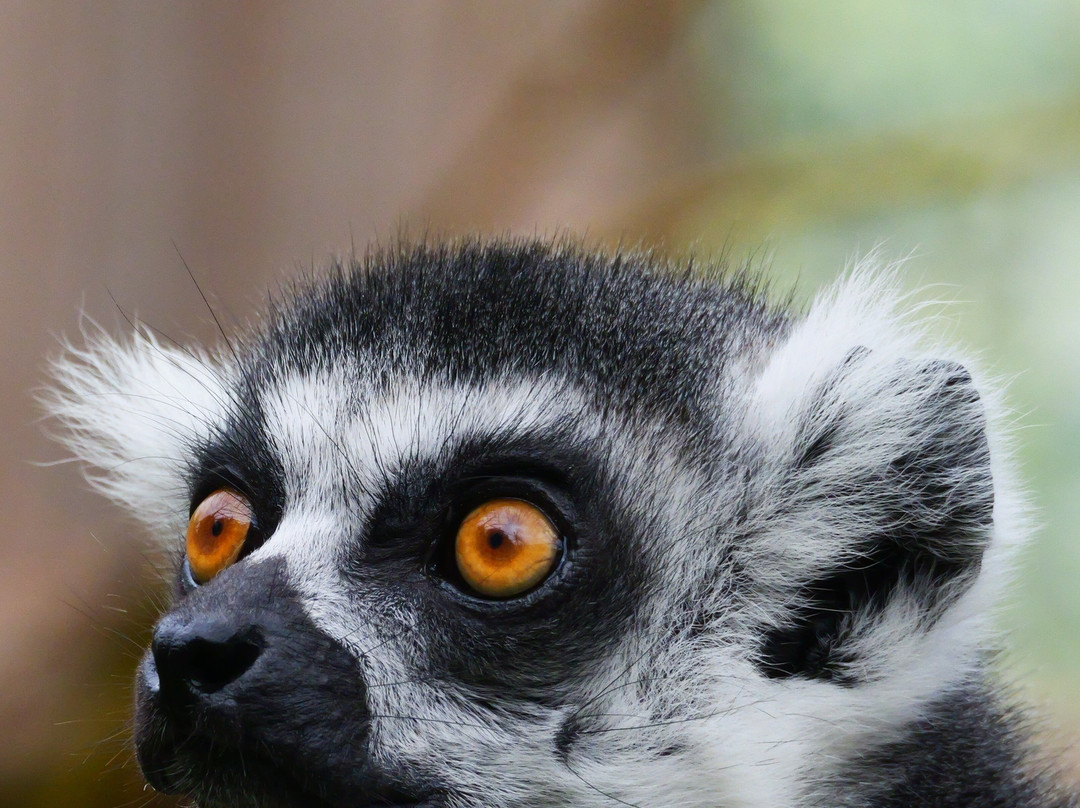 Wild Zoological Park-Bobbington必去景点