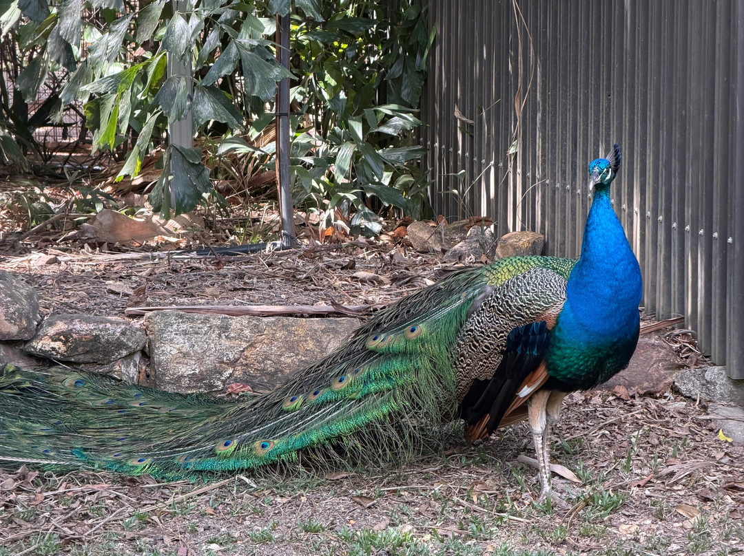 Crocodylus Park-达尔文市必去景点