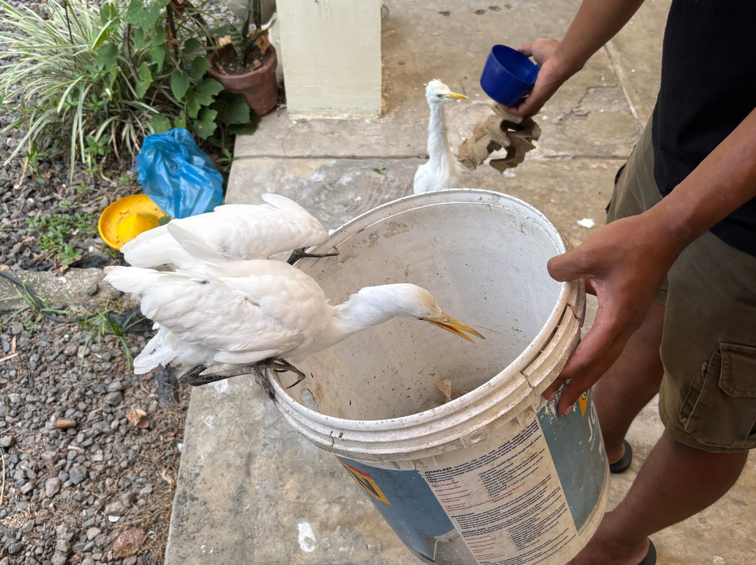 Petulu White Herons-培图鲁必去景点