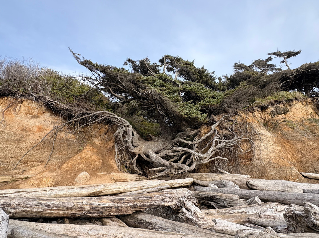 Tree Root Cave-福克斯必去景点