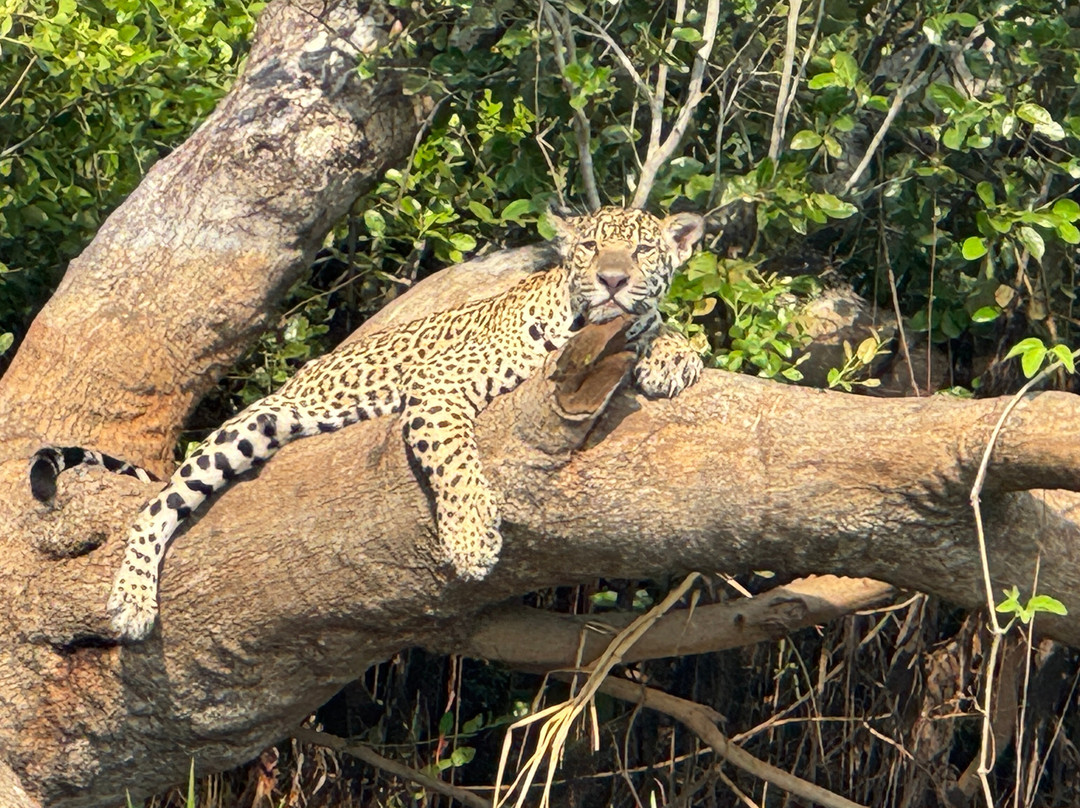 Pantanal Jaguar Safaris-Chapada dos Guimaraes必去景点