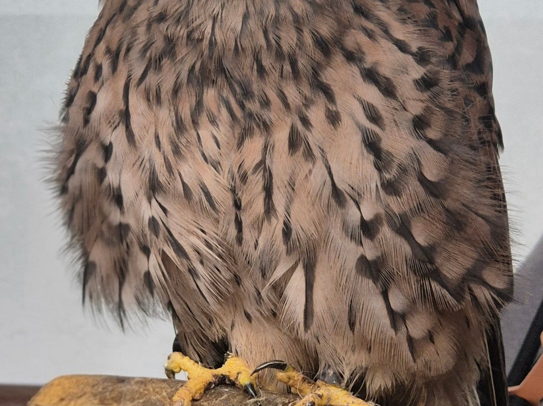 Riverside Falconry-纽卡斯尔必去景点