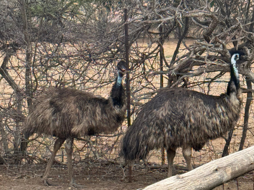 Curacao Ostrich Farm-库拉索必去景点