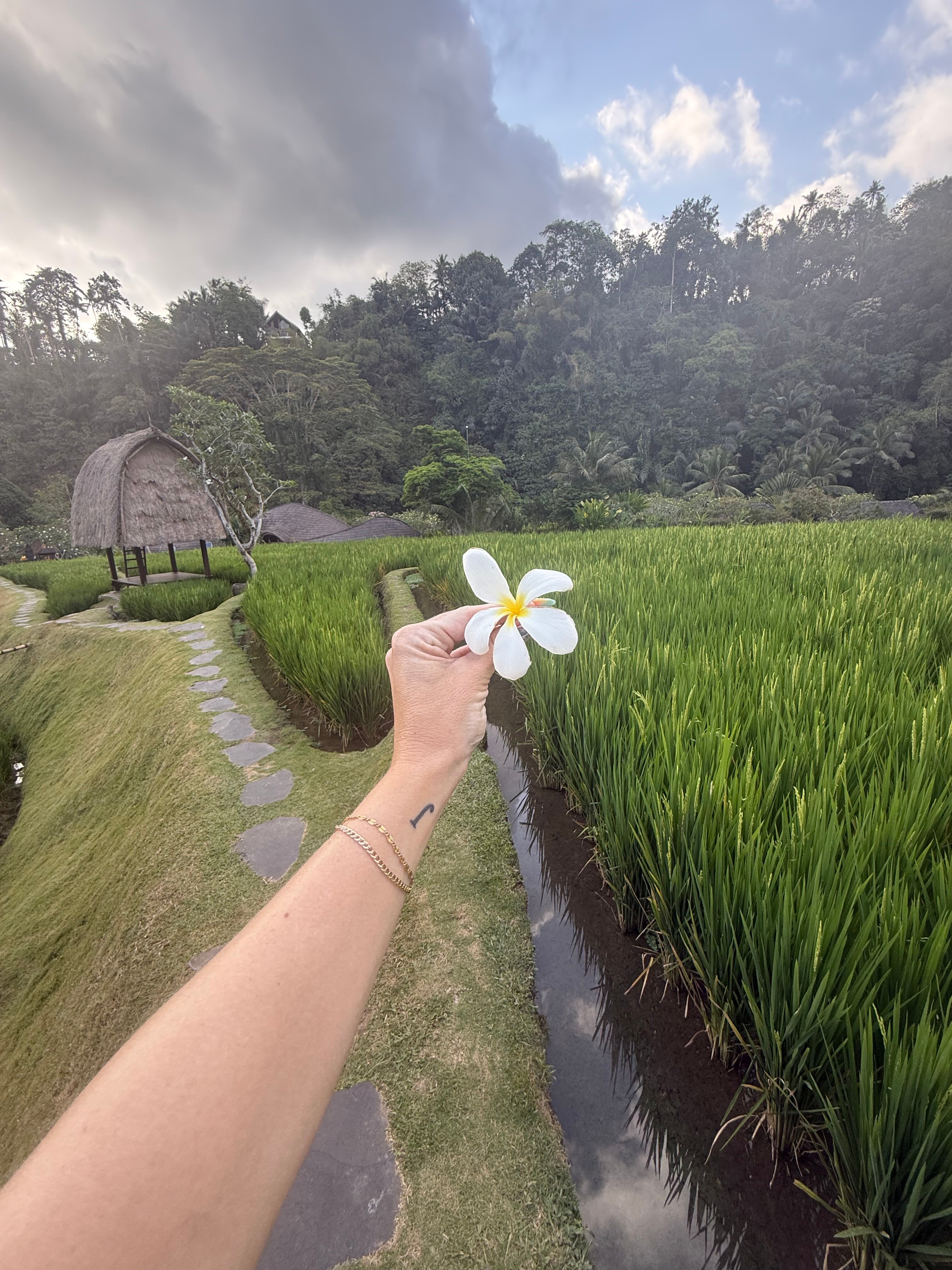曼答帕丽思卡尔顿隐世酒店-旅行者