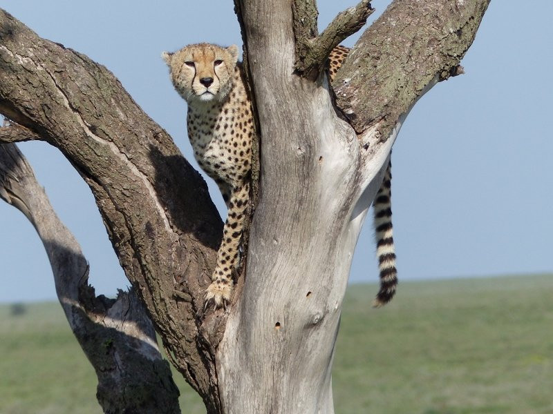 Wild Giant Safaris-莫西必去景点