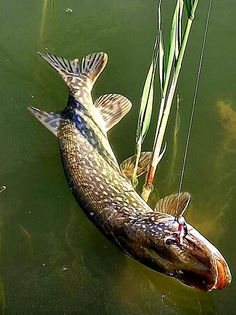 Vepsa Island-土尔库必去景点