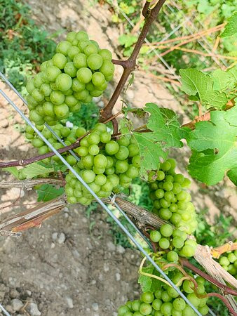 Norman Hardie Winery and Vineyard景点图片