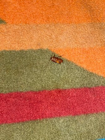 Best Western Pawleys Island主图