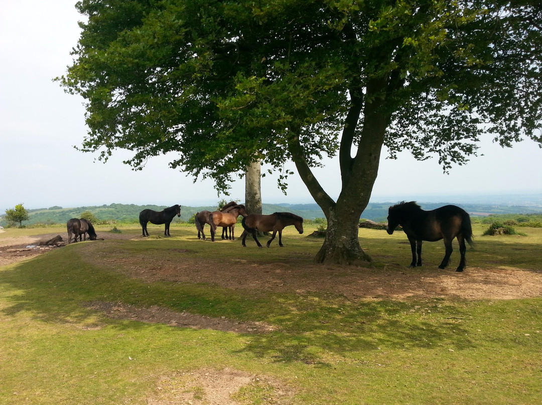 Quantock Hills Area of Outstanding Natural Beauty景点图片
