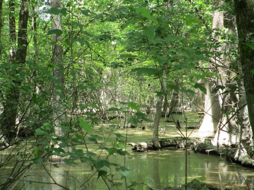 Springfield旅游攻略图片