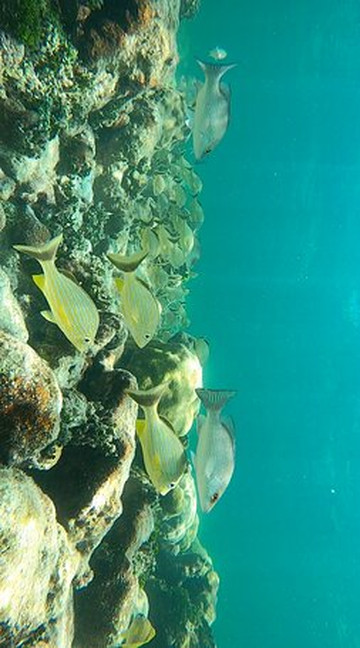 KeyZ Charters-伊斯拉摩拉达必去景点