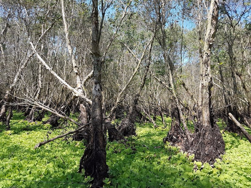 Tra Su Bird Sanctuary-朱笃必去景点