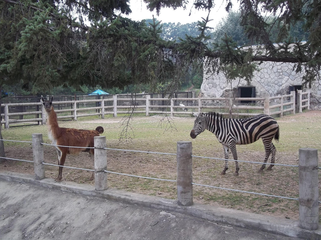 Pyongyang Zoo景点图片