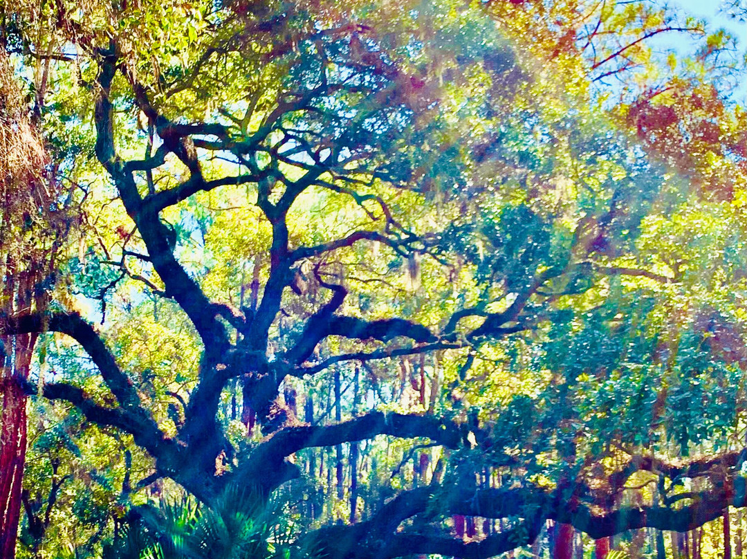 John Chesnut Sr. Park-帕姆港必去景点