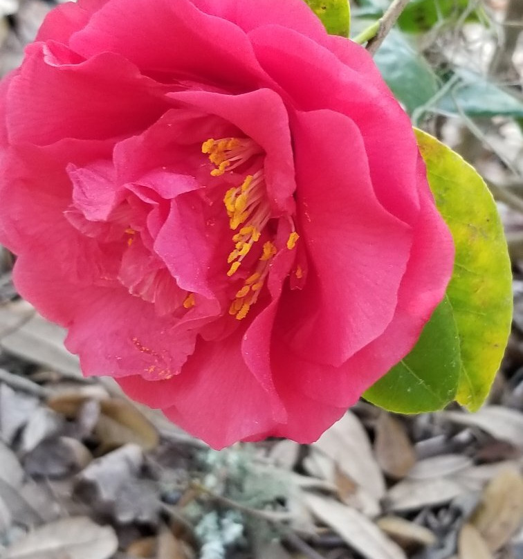 LeConte-Woodmanston Plantation and Botanical Gardens-Riceboro必去景点