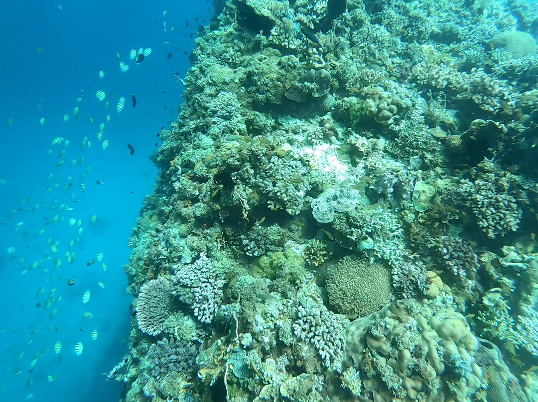 Blue Revival Diving-邦劳岛必去景点