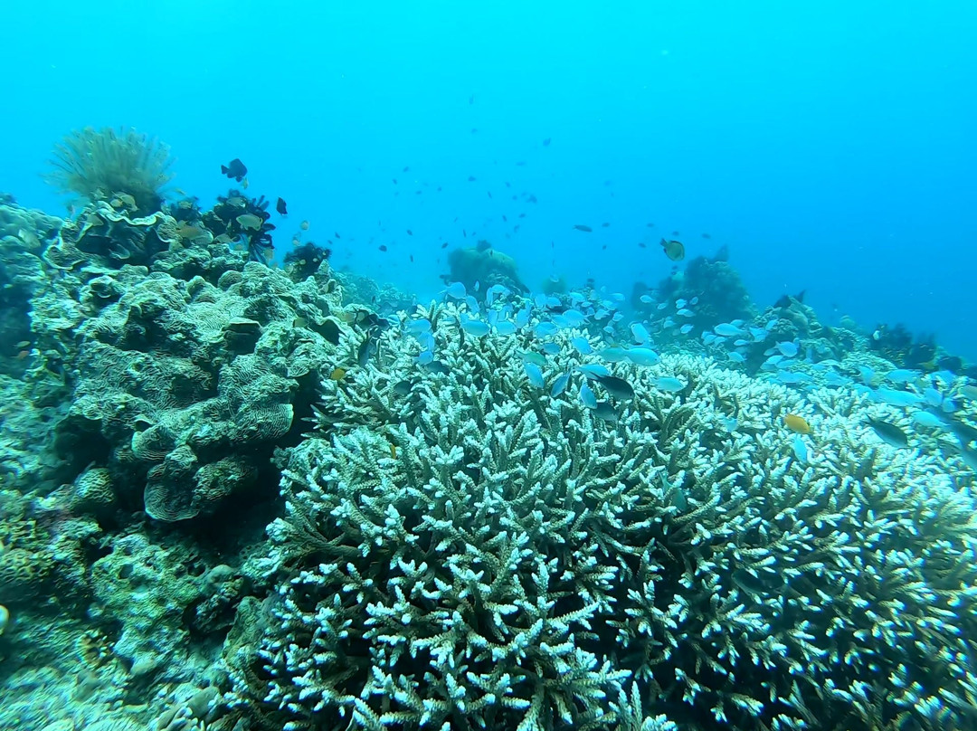 Blue Revival Diving-邦劳岛必去景点