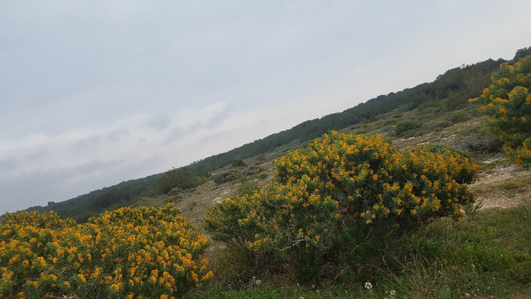 Plage des Laurons景点图片