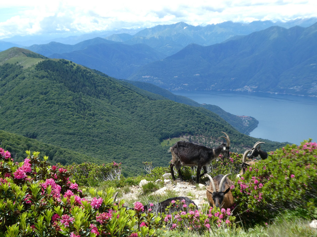 Monte Gambarogno-Indemini必去景点