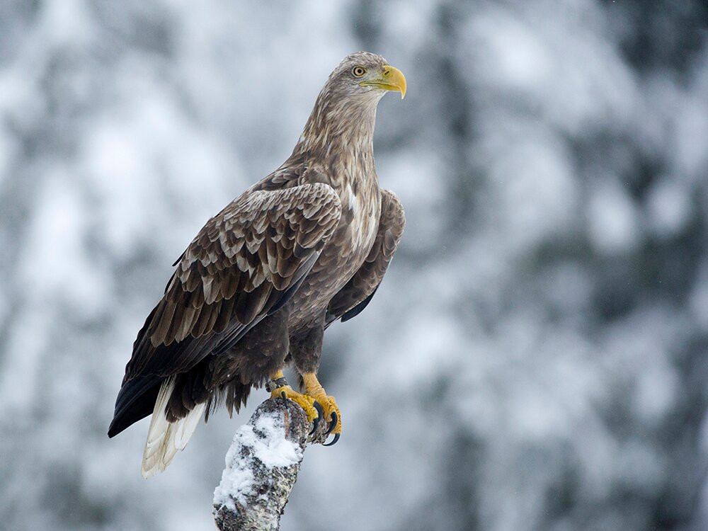 Epic Nature Sweden-Nordmaling必去景点