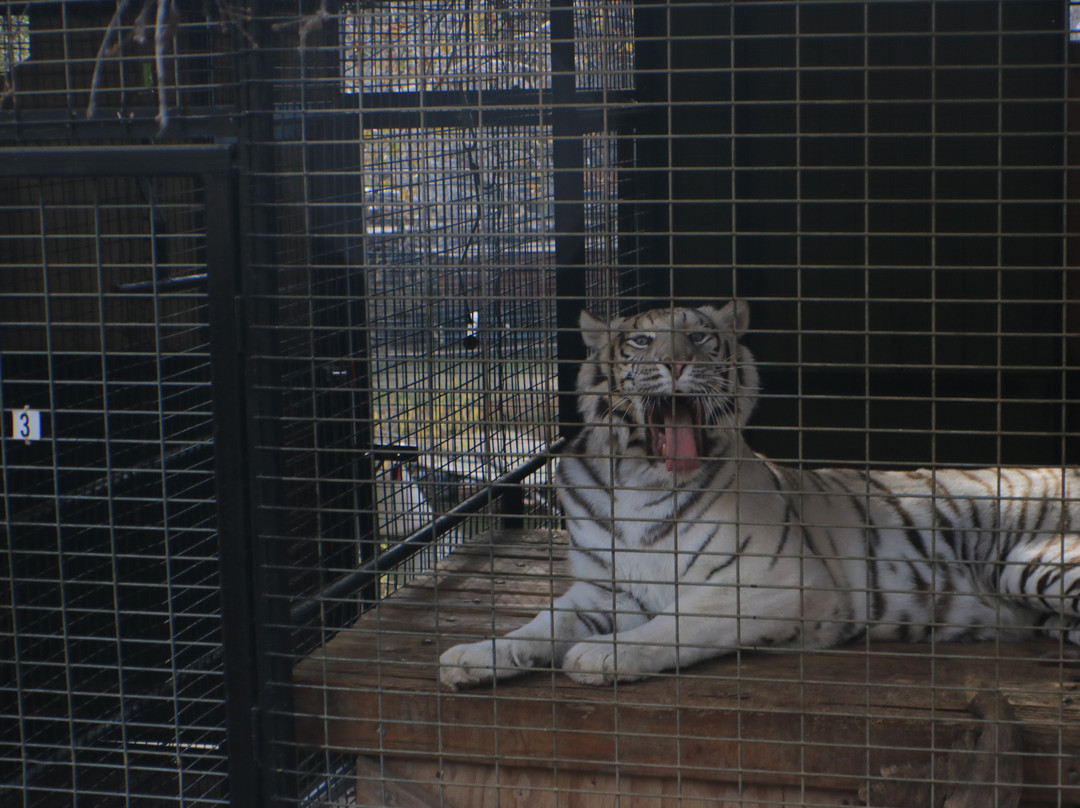 Project Survival's Cat Haven-Dunlap必去景点